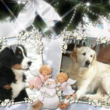 Foto van Lisa & doggs