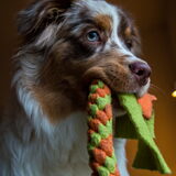 Foto van June de Aussie