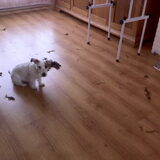 Er is niks meer over van het flos