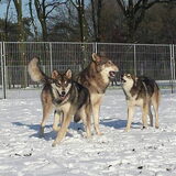 Foto van titococca