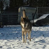 Foto van titococca