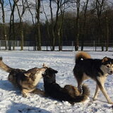 Foto van titococca