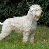 Foto van Dutchshepherdteam