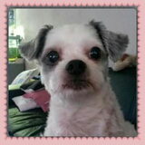 Pebbles! Pebbles is een teefje van 10 jaar en een kruising shitzu x…