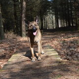 Foto van Dutchshepherdteam