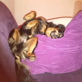 Foto van Petra,  *Lily Jane*   & Jip