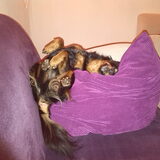 Foto van Petra,  *Lily Jane*   & Jip