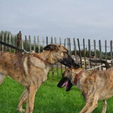 Foto van Dutchshepherdteam