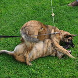Foto van Dutchshepherdteam