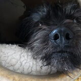 Foto van Ciska en Spanjaardje Moh (Bambi r.i.p.)