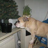 rot kerst troep voor mijn gluurplek bah !!