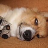 Foto van Corgi Max