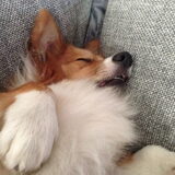 Foto van Corgi Max