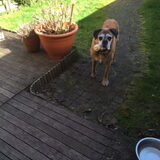 Mickey met kluif
