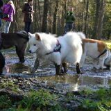 poolhondenwandeling