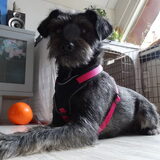 Foto van Ciska en Spanjaardje Moh (Bambi r.i.p.)