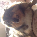 De lieverd
