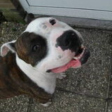 Rocco