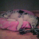 Foto van Angelique; Bruno, Charlie & Fenna