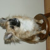 Knappe Chico