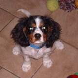 Foto van bassy