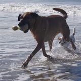 Foto van Vrouwtje van Denzel en Diva (R.I.P. Dixie)