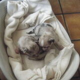 sultan 5weekjes oud