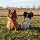 Foto van Barbara, Vos, Quin en Boo