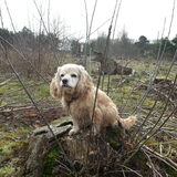 Foto van Frank
