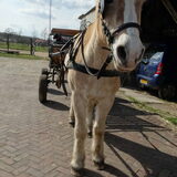 Foto van Ciska en Spanjaardje Moh (Bambi r.i.p.)