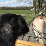 Foto van Ciska en Spanjaardje Moh (Bambi r.i.p.)