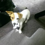 Foto van Vrouwtje van Denzel en Diva (R.I.P. Dixie)