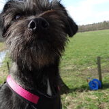 Foto van Ciska en Spanjaardje Moh (Bambi r.i.p.)