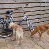 Foto van Anita