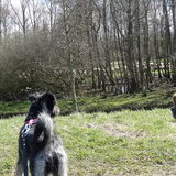 Foto van Ciska en Spanjaardje Moh (Bambi r.i.p.)