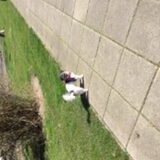 Foto van Lisa; Bobbie, Bentley & Lilly