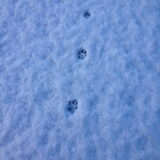 Bobbie haar poot afdruk in de sneeuw
