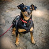 Is het een pup? Is het een Dobermann? Of een Dobermann pup? Nee, het is…