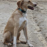 Foto van Vera met Abby & Cantor !