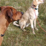 Foto van Vera met Abby & Cantor !