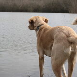 Foto van Vera met Abby & Cantor !