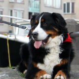 Foto van Ismaï