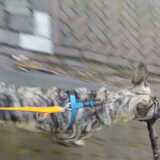 Foto van Juke