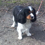 Foto van bassy