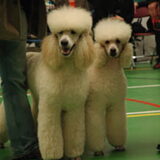 Foto van ~ Luna & Lèxi ~