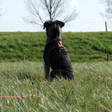 Foto van Ciska en Spanjaardje Moh (Bambi r.i.p.)
