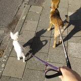 Foto van Dutchshepherdteam