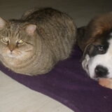 Foto van blues