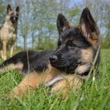 Foto van Lisanne, Misha, Tessa&Arrow