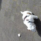 Romeo met zijn dikke vacht.